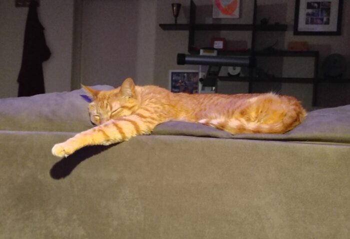 Fritz the cat lounging on top of the sofa. His front leg is sticking way out