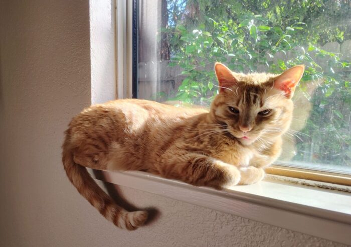 Fritz the cat lounging in the sun on the windowsill. His tongue is just slightly sticking out