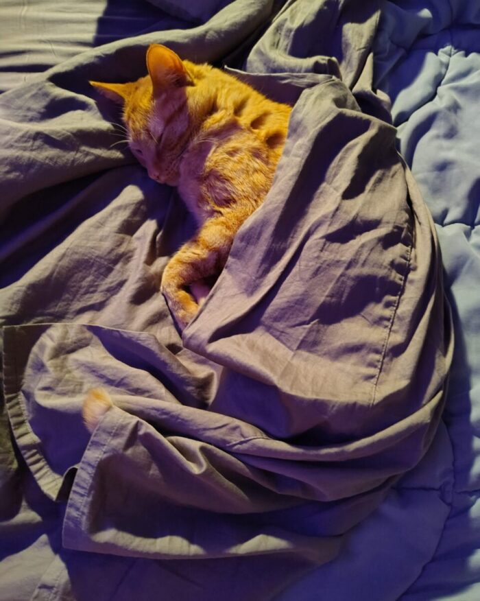 Fritz the cat laying on his side tucked under a sheet. His head and shoulders are sticking out at the top and the tip of his tail at the bottom