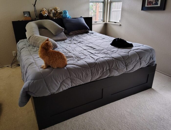 new king-size bed with Fritz in the corner looking at something out the window