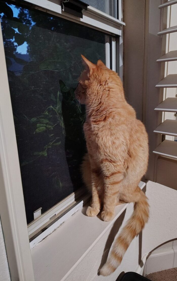 Fritz the cat in front of an open window with his face almost pressed to the screen