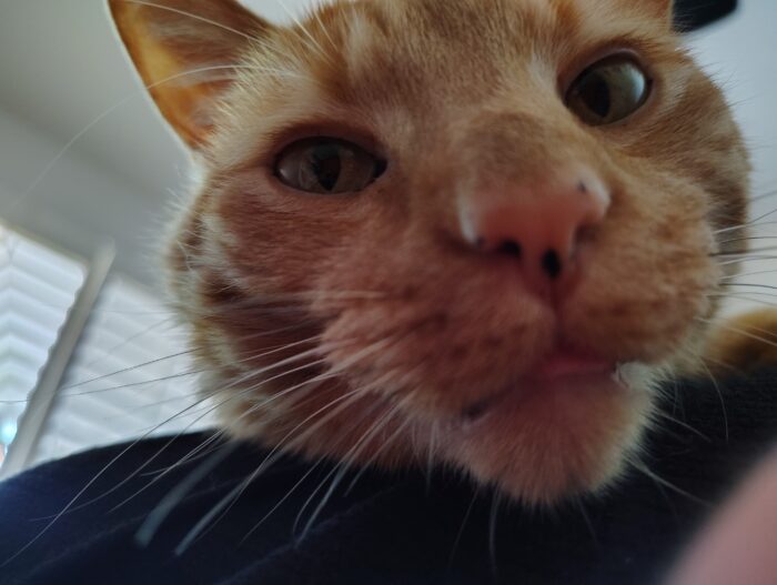 A super close-up of Fritz the cat's face. His tongue is just sticking out