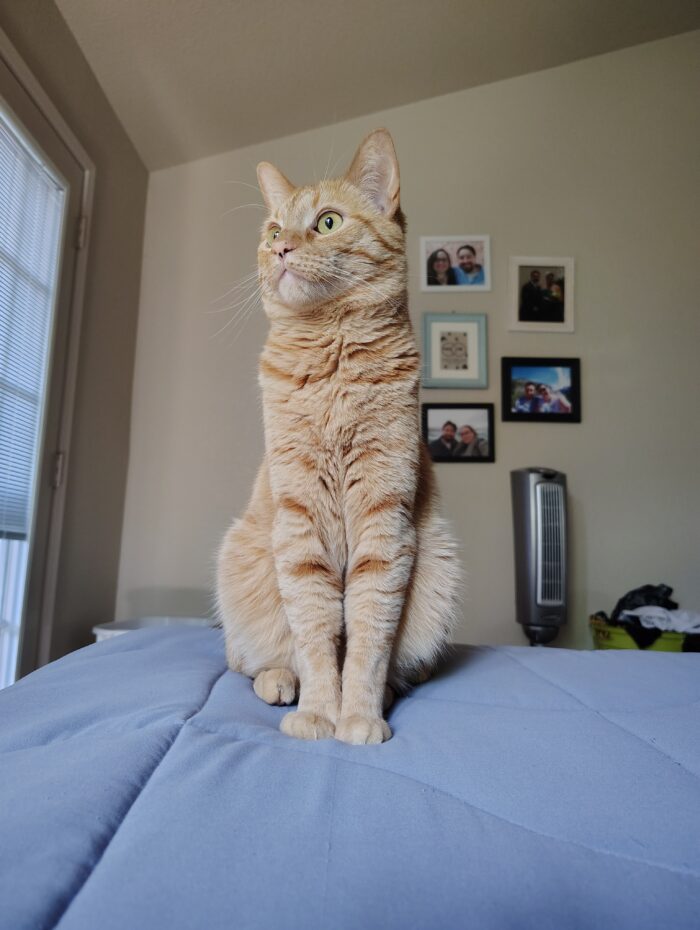 Fritz the cat sitting straight up on the bed and looking away from the camera.