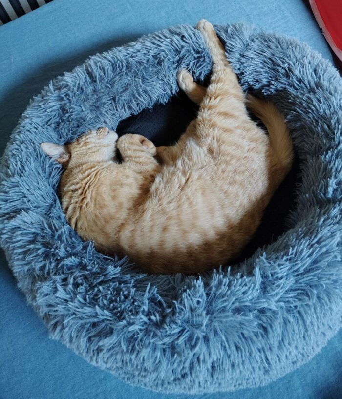 Fritz the cat snoozing in a round bed, he's curled in on himself and has his back legs sticking out