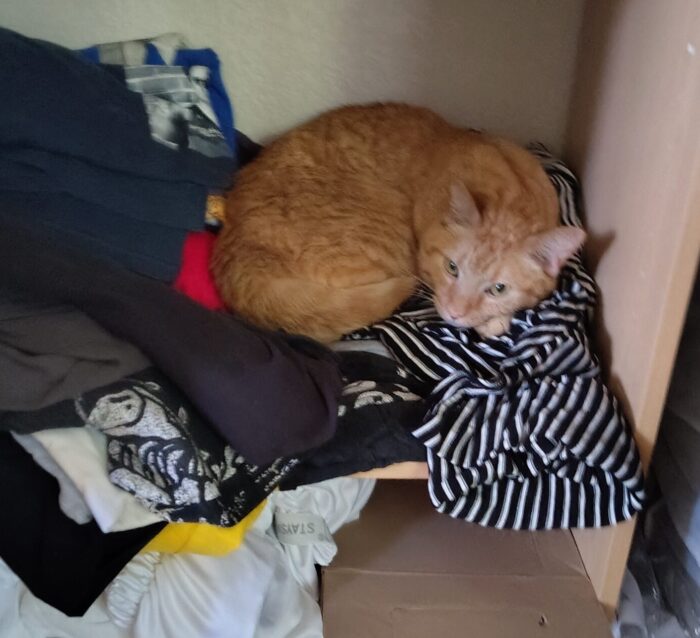 Fritz the cat nestled into a bunch of my clothes on the bottom shelf of my closet