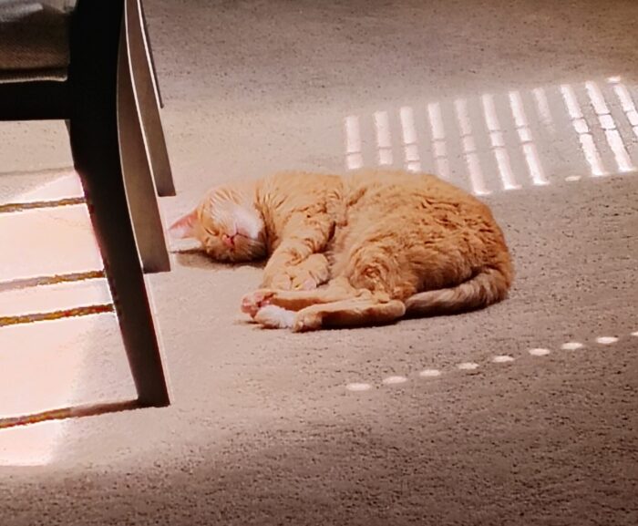 Fritz the cat napping in the sun