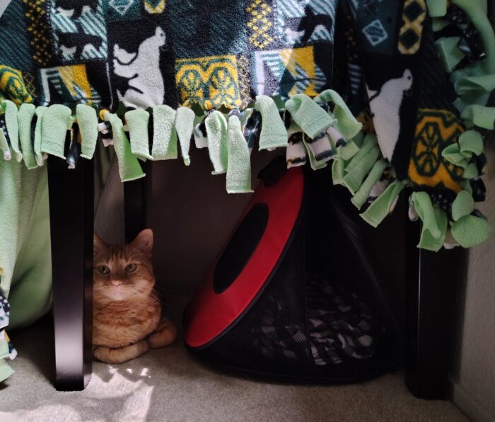 Fritz the cat under a small table that is draped with a blanket to create a hiding spot for him
