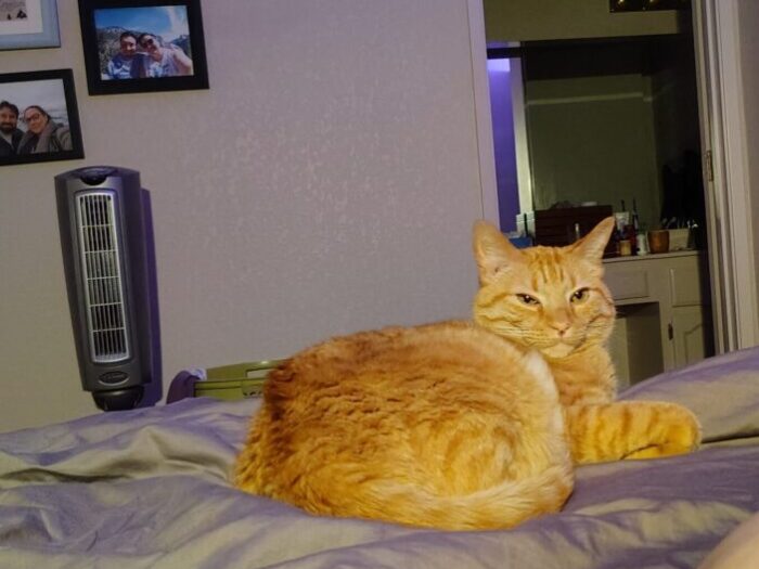 Fritz the cat sitting down in bed and looking kinda smug