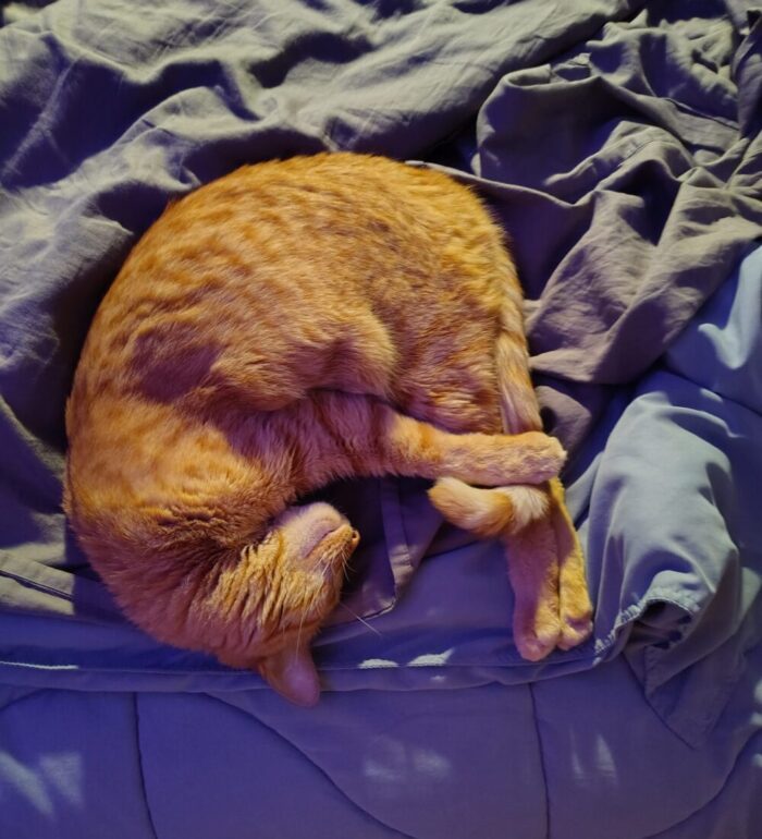 Fritz the cat lying on the bed in perfect form