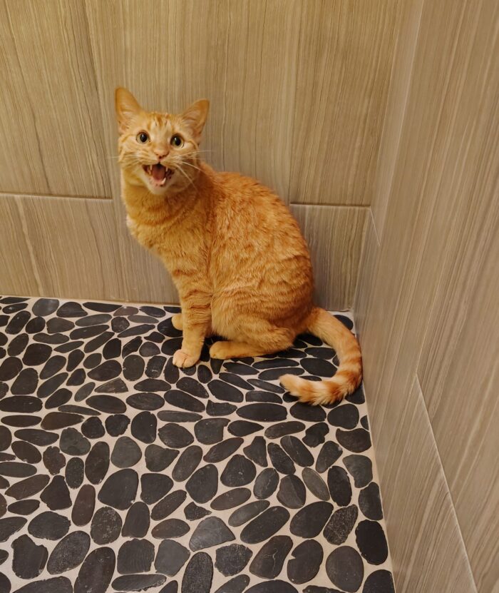 Fritz the cat standing in the shower (dry!) and screaming