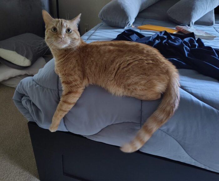 Fritz the cat sitting on the edge of the bed with his front leg and tail dangling off