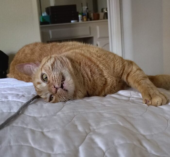 fritz the cat on his side on the bed, his claws dug into the bed, and making a partially open-mouthed expression that looks insane