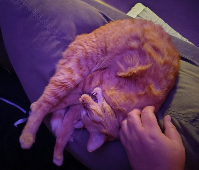 Fritz the cat lying in something like shrimp mode with all his legs tangled up, he's starting to yawn so it looks like he's doing something weird, like he's making vampire sounds or something