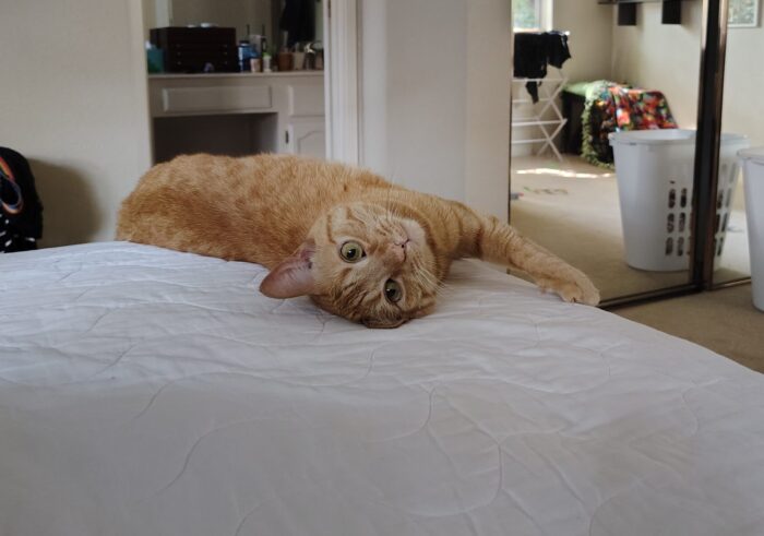 Fritz the cat lying on the bed and looking backwards towards the camera with an innocent expression