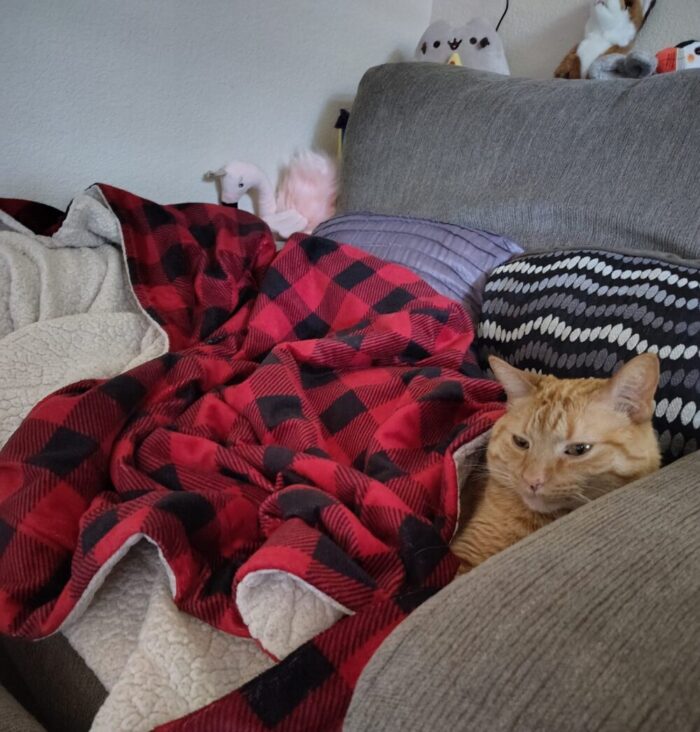 Fritz the cat lounging in an armchair with all but head and shoulders under a blanket