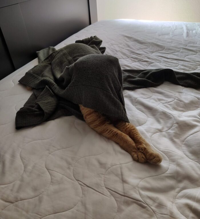 Fritz the cat inside a sweatshirt with his front legs sticking all the way out