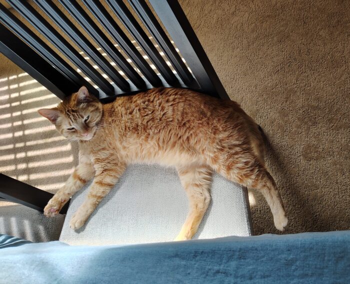 Fritz the cat lounging across a chair at the dining table. His back leg is insouciantly hanging off the edge.