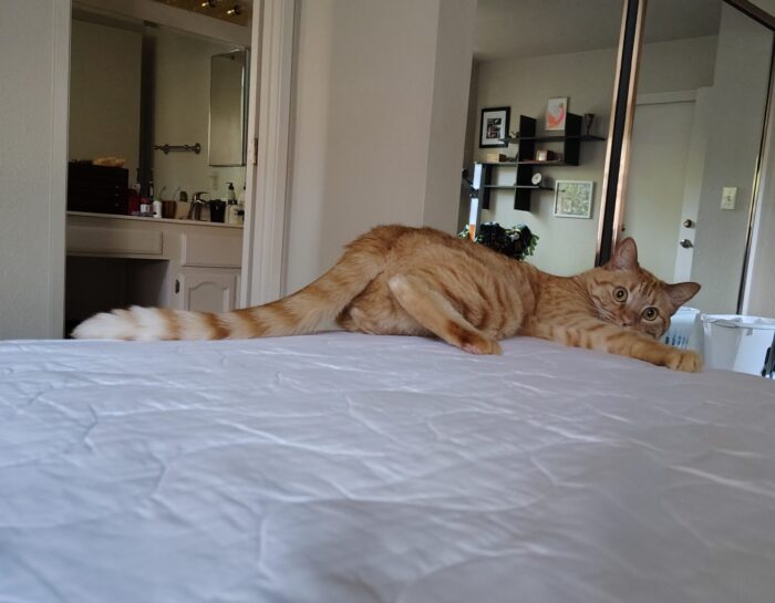 Fritz the cat cliff-hanging on the corner of the bed, wide-eyed and going bonkers