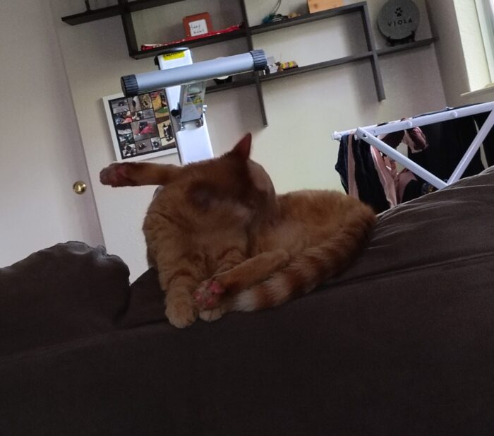 Fritz the cat giving himself a bath with his back feet in a v-shape, one foot in front of him and one right behind his head