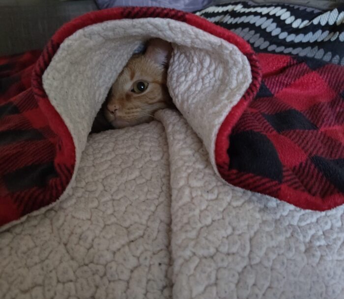 Fritz the cat underneath a blanket with just one eye and part of his head visible