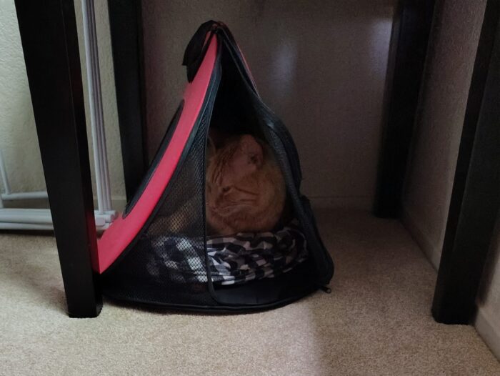 Fritz the cat relaxing in his carrier, which is currently underneath an endtable in the corner of the bedroom