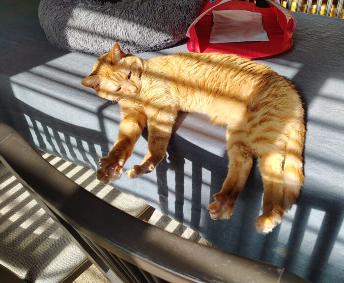 Fritz the cat lying in the sun on the dining table, his paws fully stretched out so his toe beans are visible