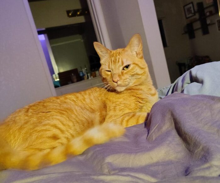 Fritz the cat lounging on the bed an apparently winking at the camera