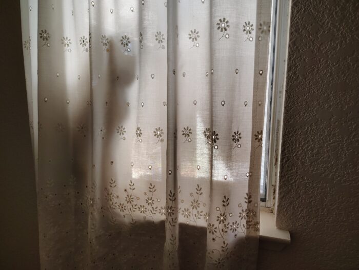 Silhouette of Fritz the cat in the windowsill behind a white curtain