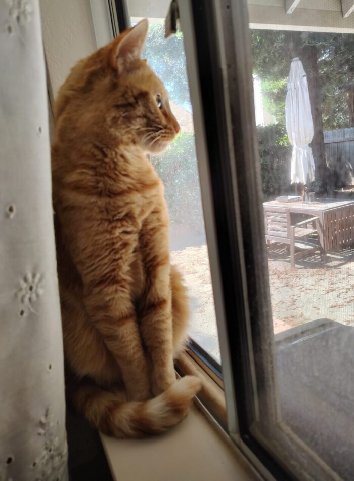 Fritz the cat in a windowsill behind a curtain, overlooking the backyard
