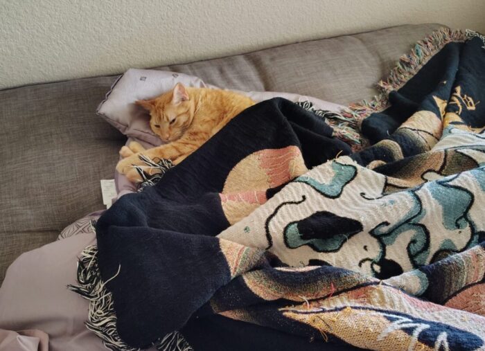 Fritz the cat lying down and tucked into a blanket
