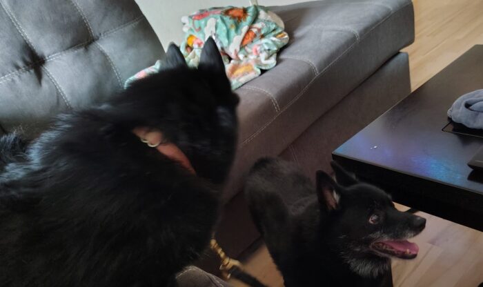 Jesse the dog standing next to me on the couch and looking down at Jack the dog, on the floor and just happy to be here