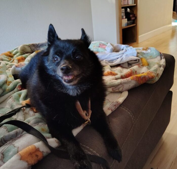 Jesse the dog lounging on the couch. Her eyes and expression have an air of demonic possession but she's having a good time.