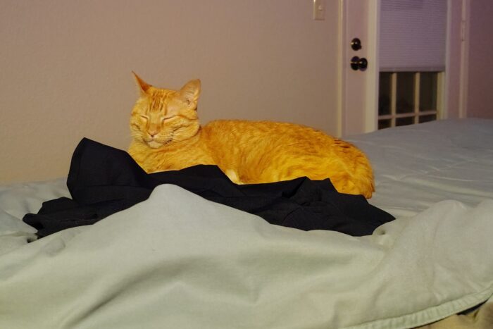 Fritz the cat sleeping in bed and making a perfect closed-eye face. He looks relaxed