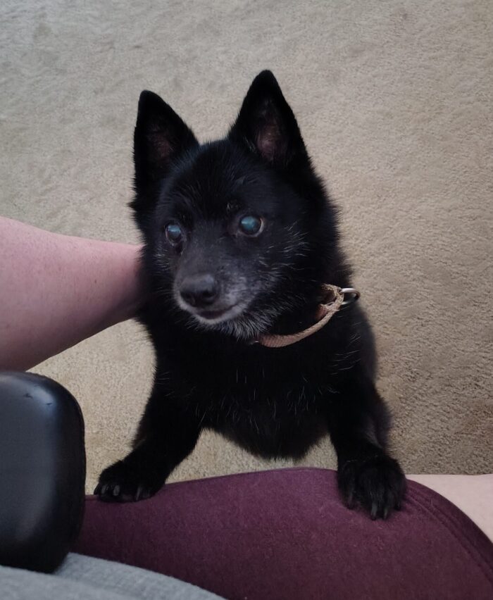Jesse the dog trying to get my attention