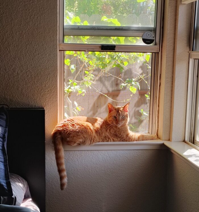 Fritz the cat lying in a window sill and beautifully lit. He is looking at the camera