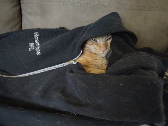 Fritz the cat chilling in a hoodie. His face and chest is visible and his eyes are half closed