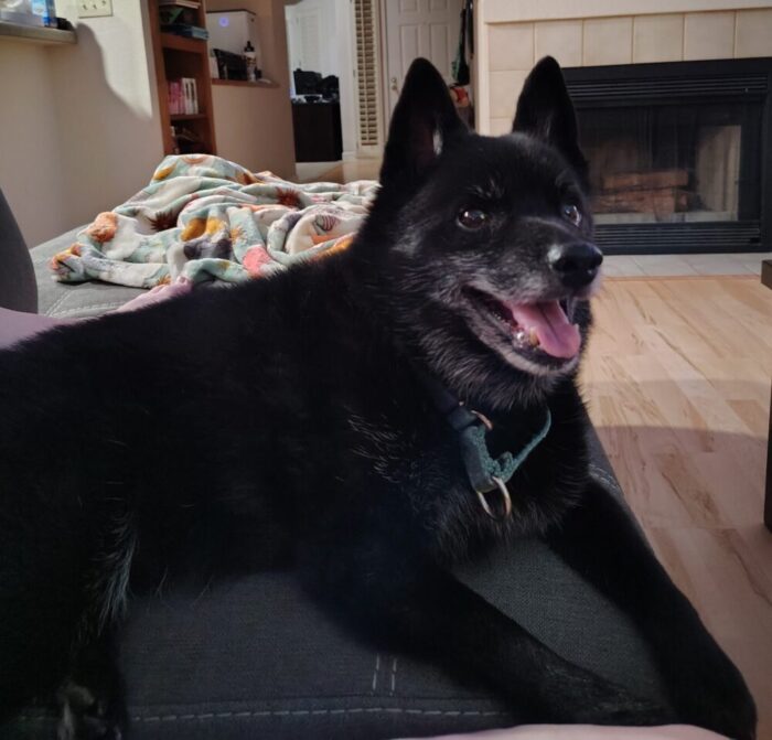 Jack the dog hanging out with me on the couch and happy about it