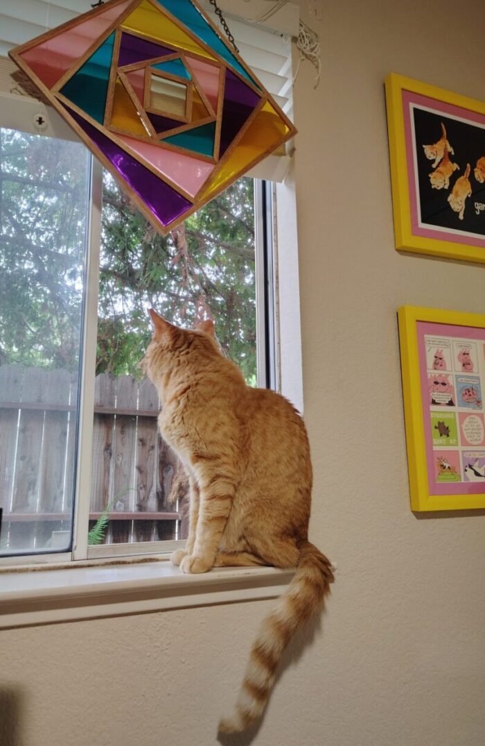 Fritz the cat sitting on the windowsill and looking outside at, we assume, squirrels. His very long tail is hanging off the sill.