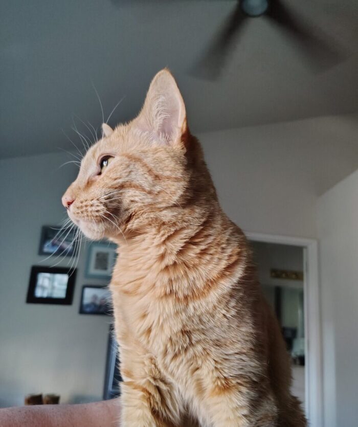 Fritz the cat in profile, his orange fur looking fabulous in natural light