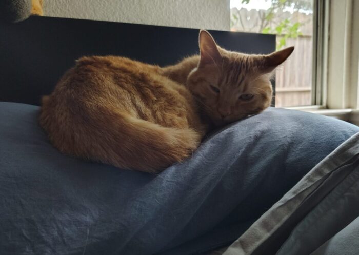 Fritz the cat curled up on a pillow in bed