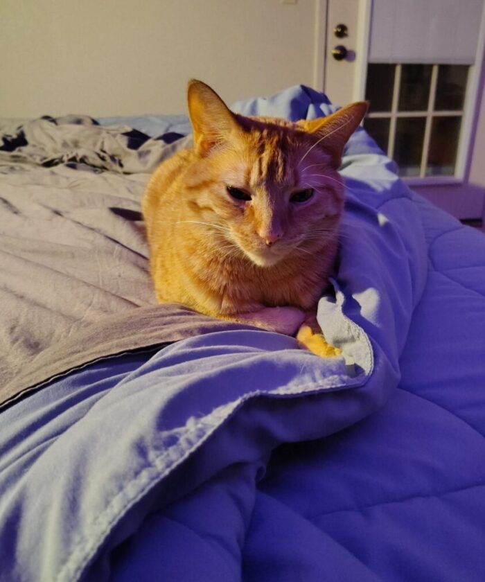 Fritz the cat lounging in bed