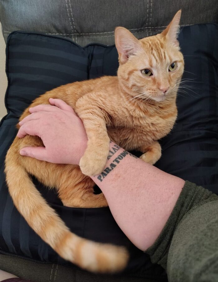 Fritz the cat on a pillow. I have my hand on him and he's put his paw over my arm.