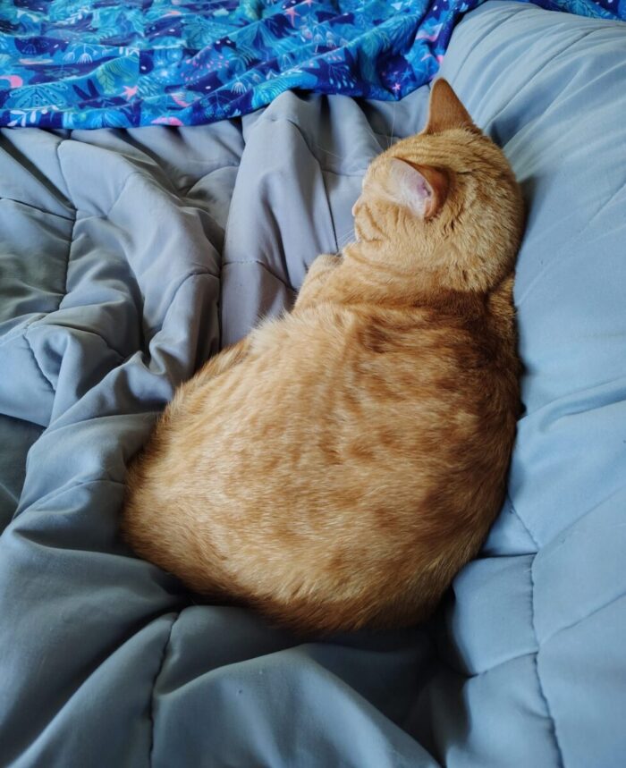 Fritz the cat curled up against me in bed