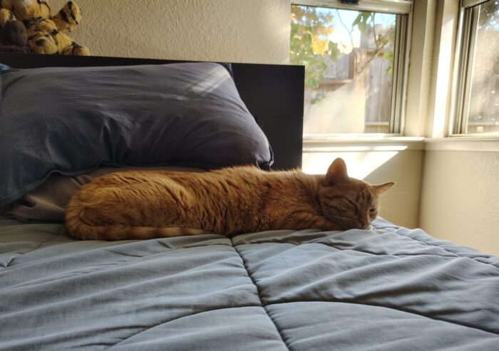 Fritz lying on the bed and looking very long and flat