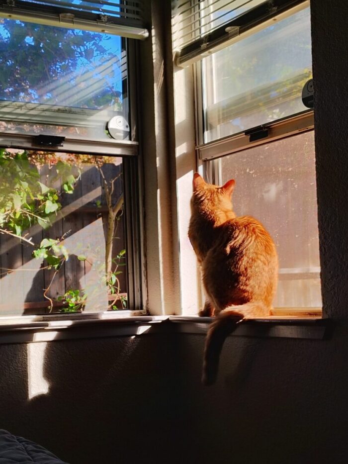 Fritz the cat in the windowsill, illuminated by slanted afternoon rays of sun