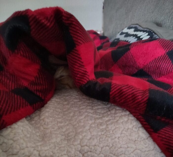 Fritz the cat under a blanket. The side of his face is just visible through an opening