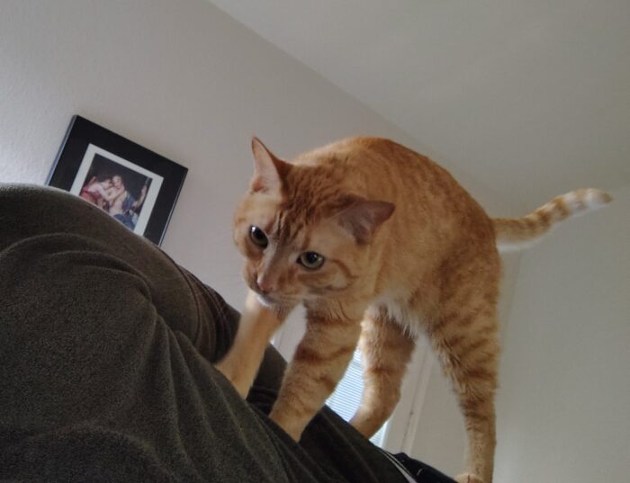 Fritz standing on me and just looking like a little goblin boy