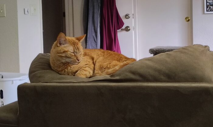Fritz the cat sleeping on top of the couch in a pose that suggests true weariness
