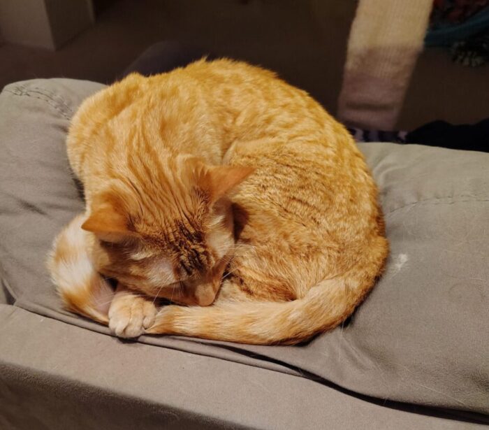 Fritz the cat sleeping in a ball. His tail is wrapped around him and his front paw is on top of the tail