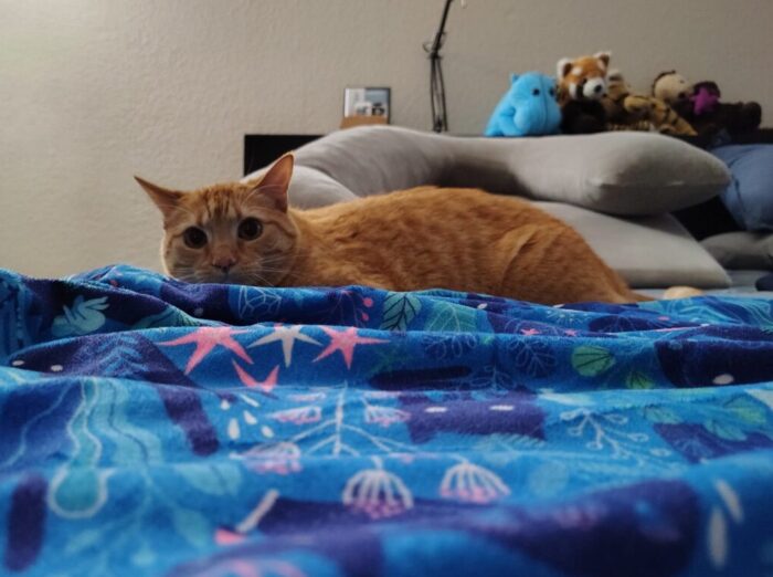 Fritz the cat on the bed, flattened out with wide, crazy eyes and apparently ready to attack something